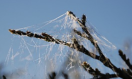 蛛網(wǎng),蜘蛛,萬圣節(jié)
