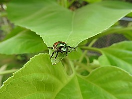 向日葵,葉,甲蟲