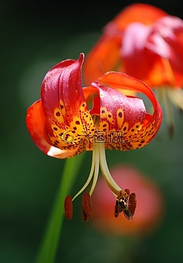 百合,紅色的花瓣,花
