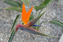 鳥的天堂,花,開花