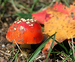 紅色的蘑菇,真菌,菌類