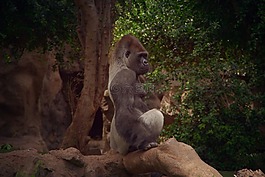 哺乳動物,猴子,性質(zhì)