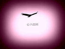 鷹,鳥,動(dòng)物