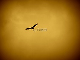 鷹,鳥,動(dòng)物