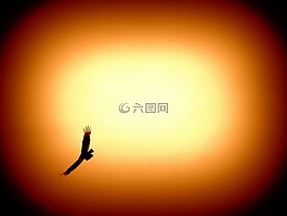 鷹,鳥(niǎo),動(dòng)物