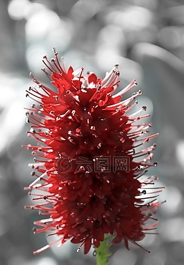 植物,鮮花,花