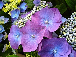 藍(lán)色的繡球,鮮花,花的