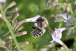 蜜蜂,昆蟲,開花