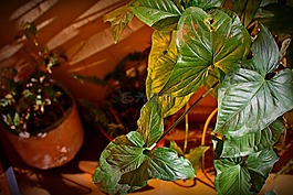 植物,葉,老