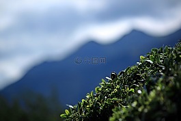 山,灌木,植物