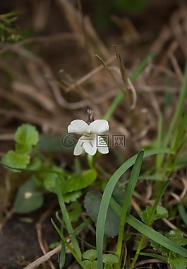 紫羅蘭,鮮花,花卉