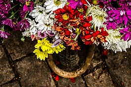 carriole,鲜花,花卉