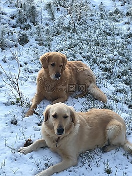 金毛獵犬,狗,寵物