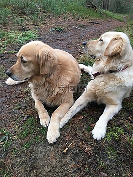 金毛獵犬,狗,寵物