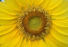 太陽花,花,黃色