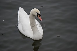 天鵝,鳥,湖