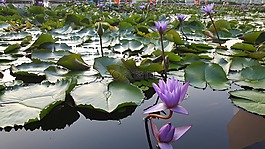 蓮花,花,植物