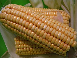 玉米棒,玉米,甜玉米