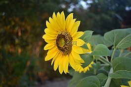 太陽(yáng)花,花,黃色