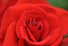 玫瑰,紅色,花