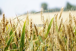小麥,麥田,夏季