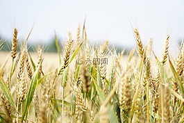 小麥,麥田,夏季