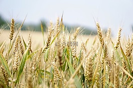 小麥,麥田,夏季