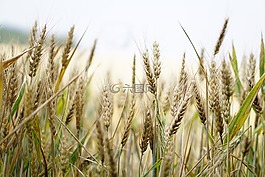 小麥,麥田,夏季