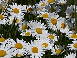 草地 margerite,leucanthemum 幼苗,花
