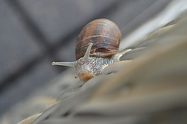 蝸牛,自然,動(dòng)物
