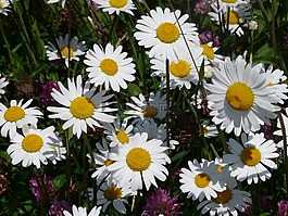 草地 margerite,leucanthemum 幼苗,花