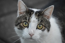 貓,動物,寵物