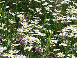 草地 margerite,leucanthemum 幼苗,花