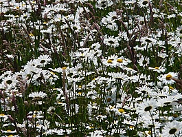 草地 margerite,leucanthemum 幼苗,花