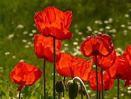 klatschmohn,春花,花