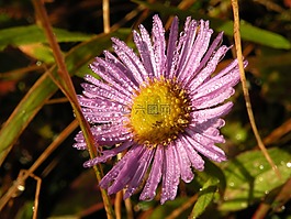 粉紅色,花,水