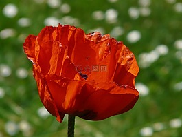 klatschmohn,春花,花