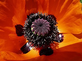 klatschmohn,開花,果膠囊