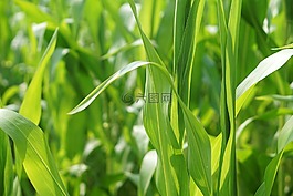 麥田,玉米,字段