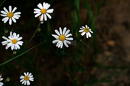雛菊,白,草