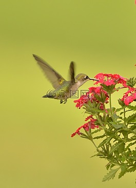 蜂鳥,鳥飛,花