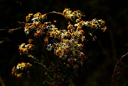 雛菊,黃色,地球