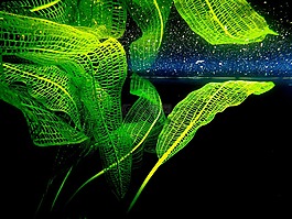 aponogeton蕉,aponogeton馬達(dá)加斯加,水族館