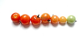 蕃茄,蔬菜,紅色