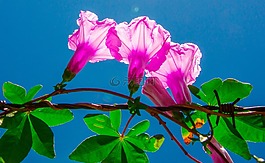 花卉,光,植物
