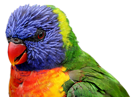 鸚鵡,鳥,春天