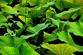 叶子,生物,绿色