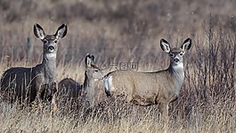 哺乳動物,野生動物,鹿