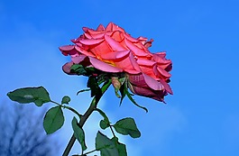 玫瑰,花,開花