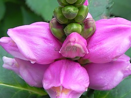 宏,開花,花